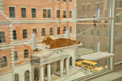 Window Cat vindusseng