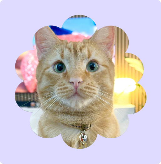Kai