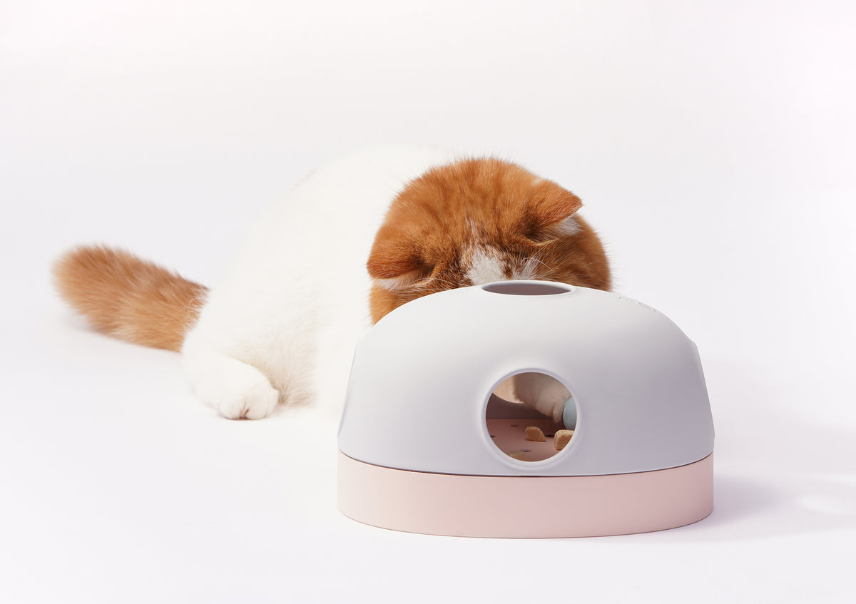 Aktiviser innekatten på kattens premisser