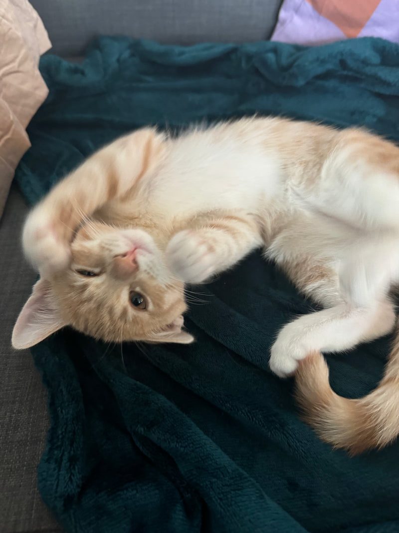 Leo