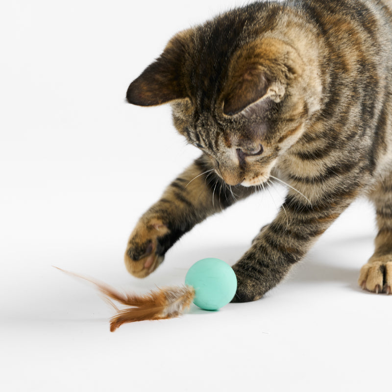Lek som vekker villkatten i stua