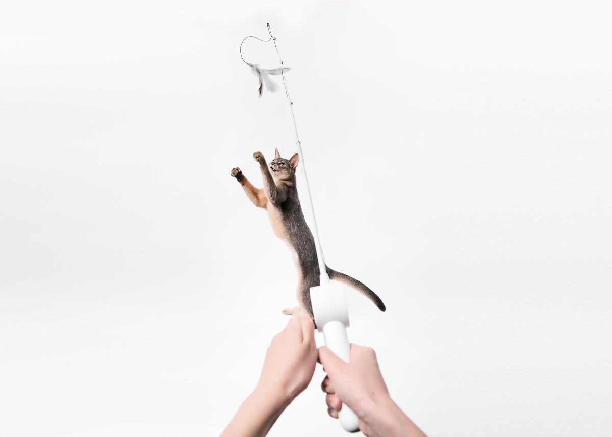 Gi katten din jaktgleden tilbake