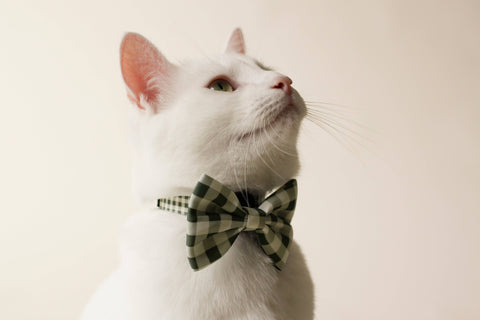Bowtie clip on