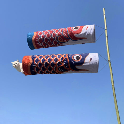 Kattetunnel Koi-fisk