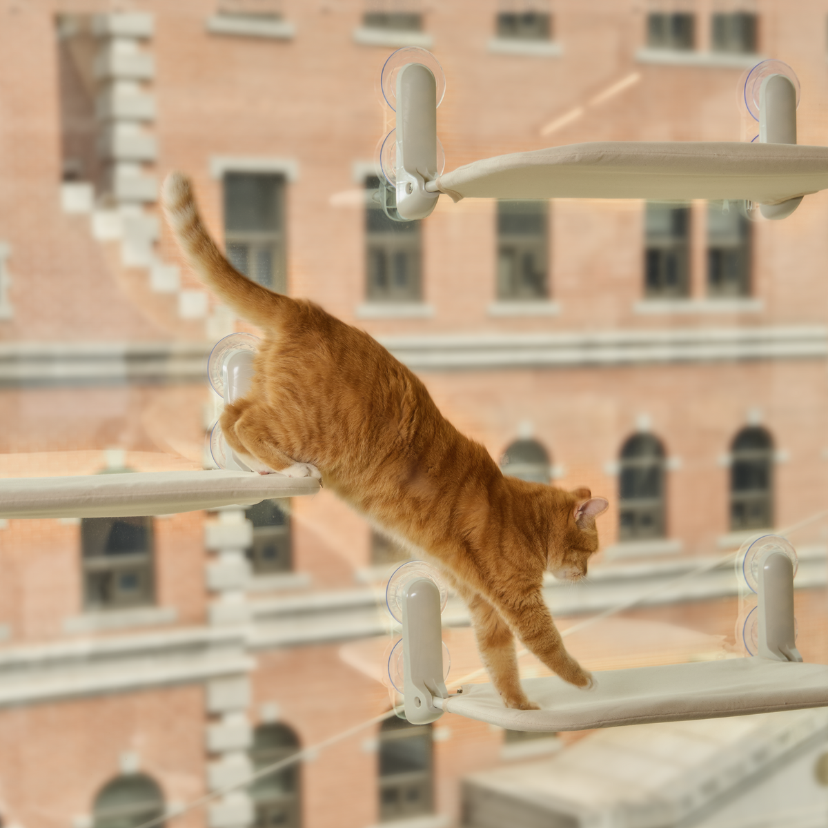 Kattens egen utsiktsplass, hele året