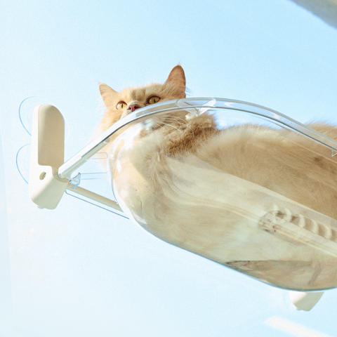 Window Cat Clear - vindusseng